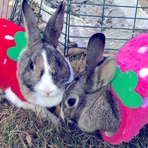 Meet your Posher, Caelin